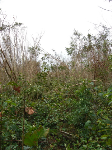 dsc00567.jpg